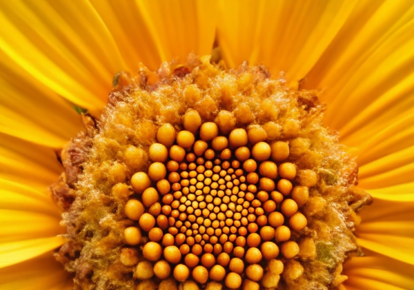 Arnica Flower
