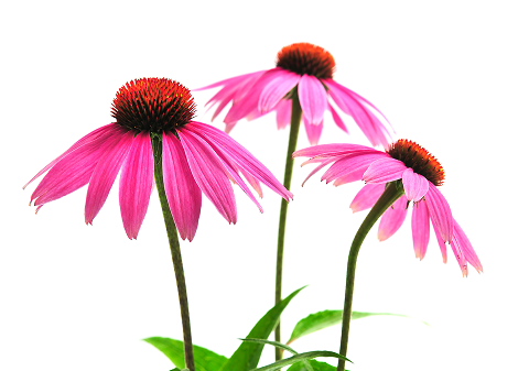 Echinacea