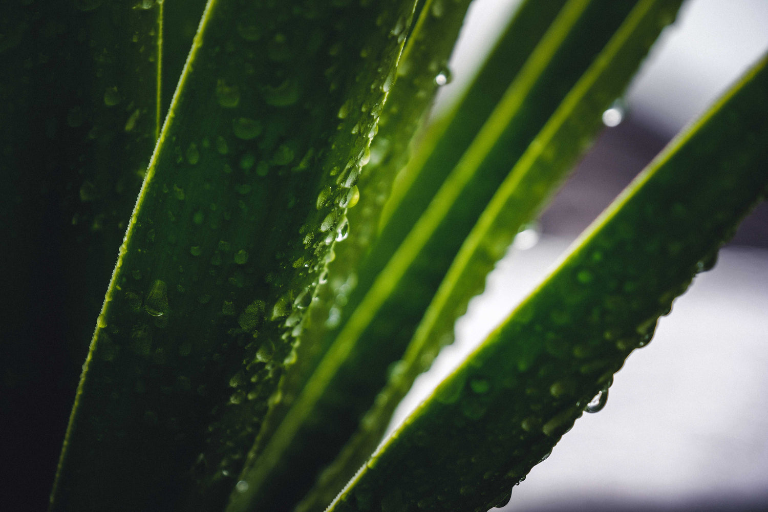 Everything You Need to Know About Aloe Vera for Your Face