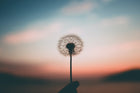 Dandelion Extract Benefits For Your Body & Skin