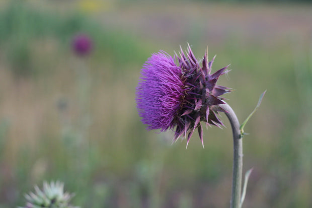 Milk Thistle For Acne: What You Should Know