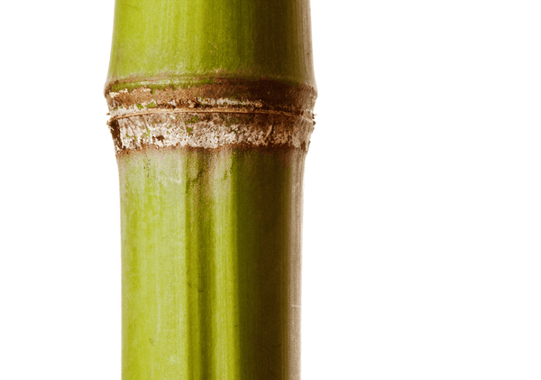 Bamboo Silica