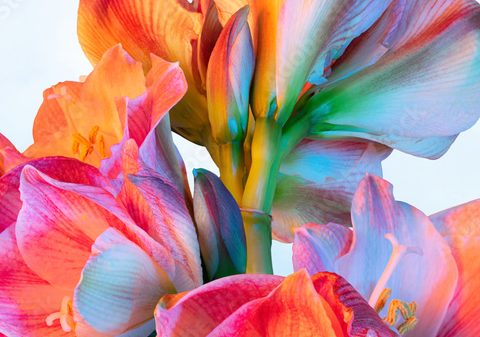 Botanical Blend