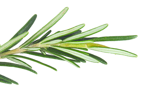 Rosemary Oil